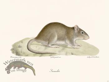 Cuvier 307 Norway Rat